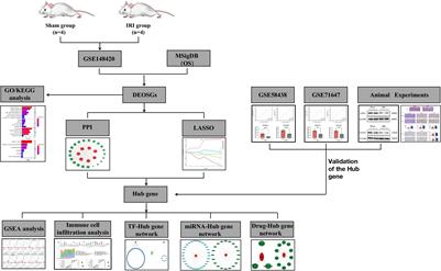 GPX3 and GSTT1 as biomarkers related to oxidative stress during renal ischemia reperfusion injuries and their relationship with immune infiltration